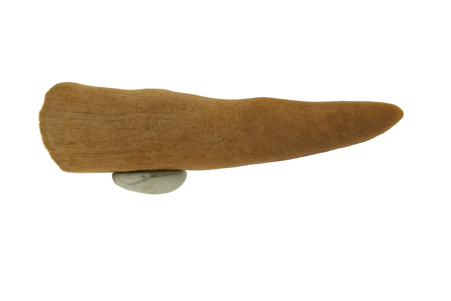 Sawfish Rostral Spine.